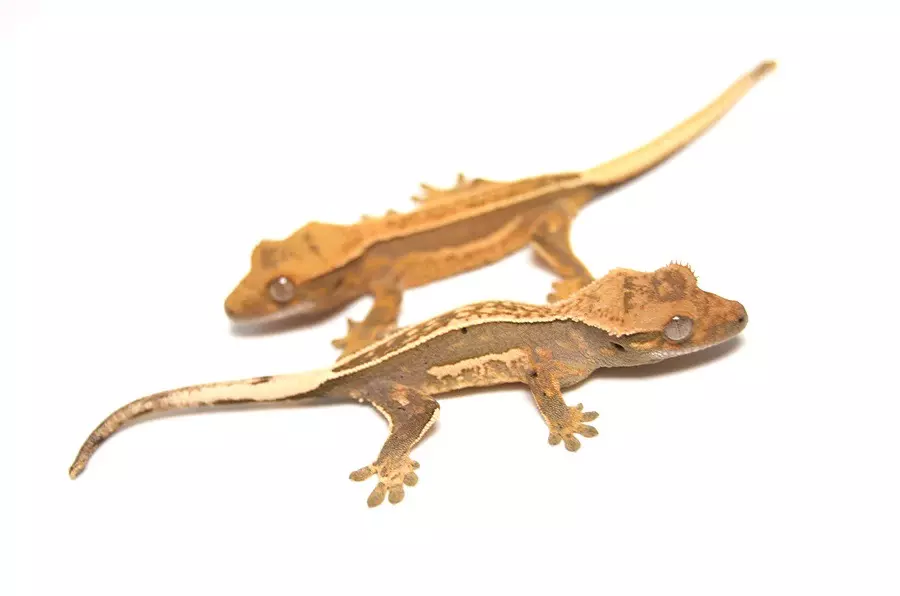 plant/Quadstripe Baby Crested Gecko-0