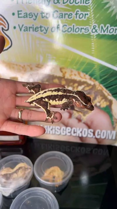 plant/Frapp male-0-thumbnail