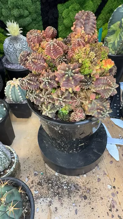 plant/Gymo transformer cluster Thailand direct-0-thumbnail