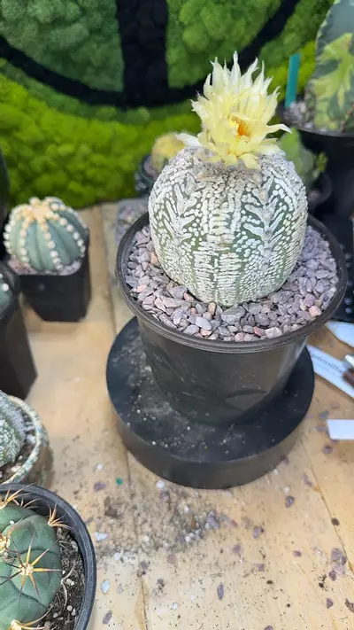 plant/Astrophytum super kabuto v type xl-0-thumbnail