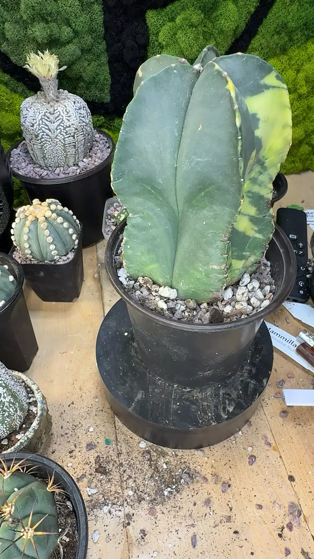 plant/Astro variegated old pot-0