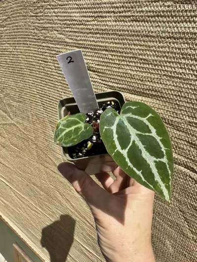 plant/002 Anthurium Crystallinum-0-thumbnail