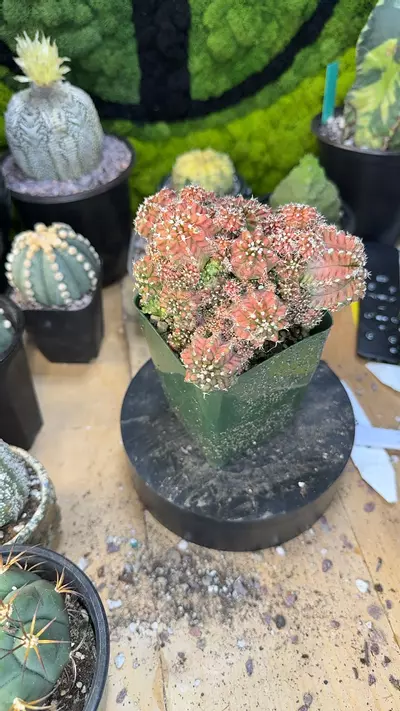 plant/Gymno transformer cluster-0-thumbnail