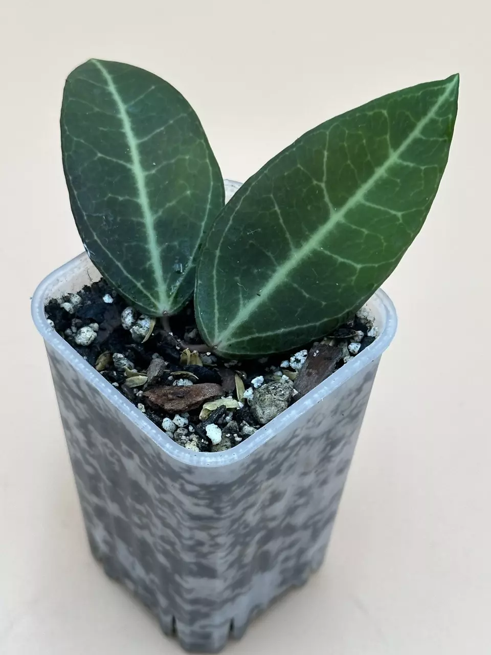 plant/Dischidia Lancifolia-0