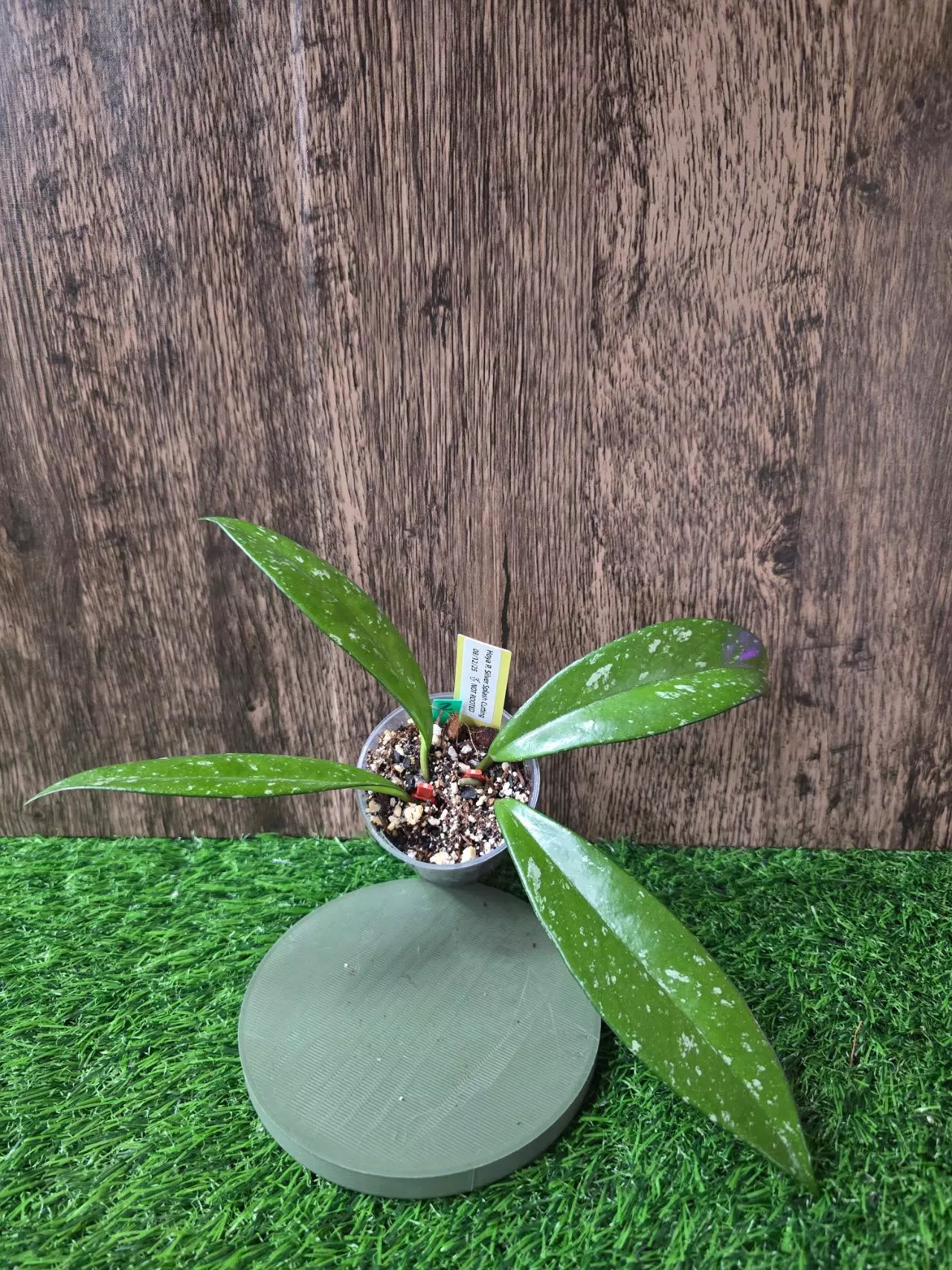 plant/Hoya Pubicalyx Silver Splash Cuttings (NO ROOTS) #2-1