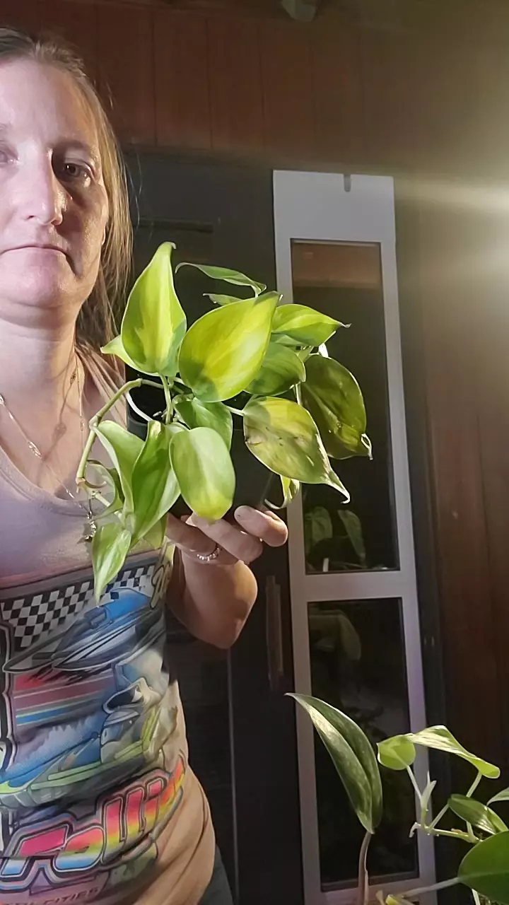 plant/Philo brazil-0