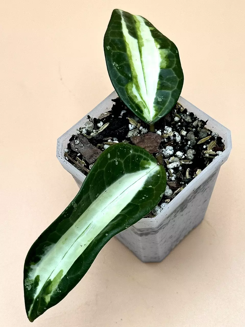 plant/Hoya Latifolia Queensy-0