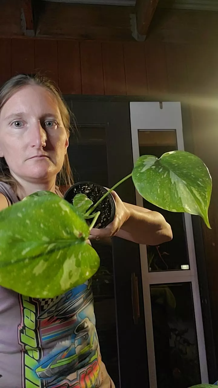 plant/Monstera Thai con-0
