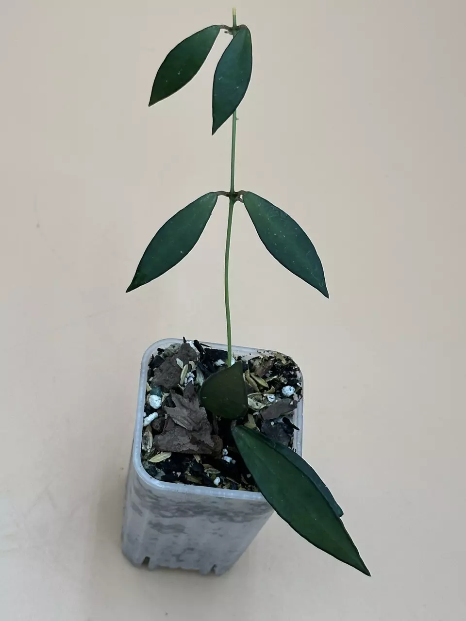 plant/Hoya sp. Sumatra small leaves-0