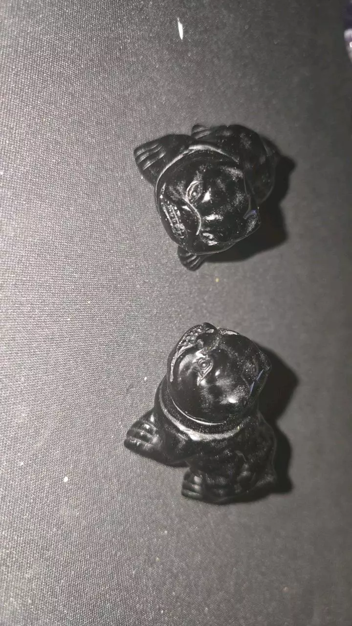 plant/Bull dogs buyers choice-0