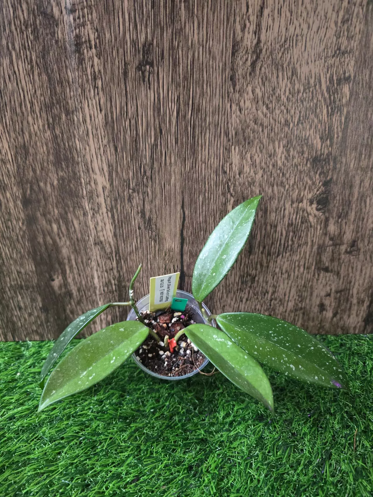 plant/Hoya Pubicalyx Silver Splash Cuttings (NO ROOTS) #2-5