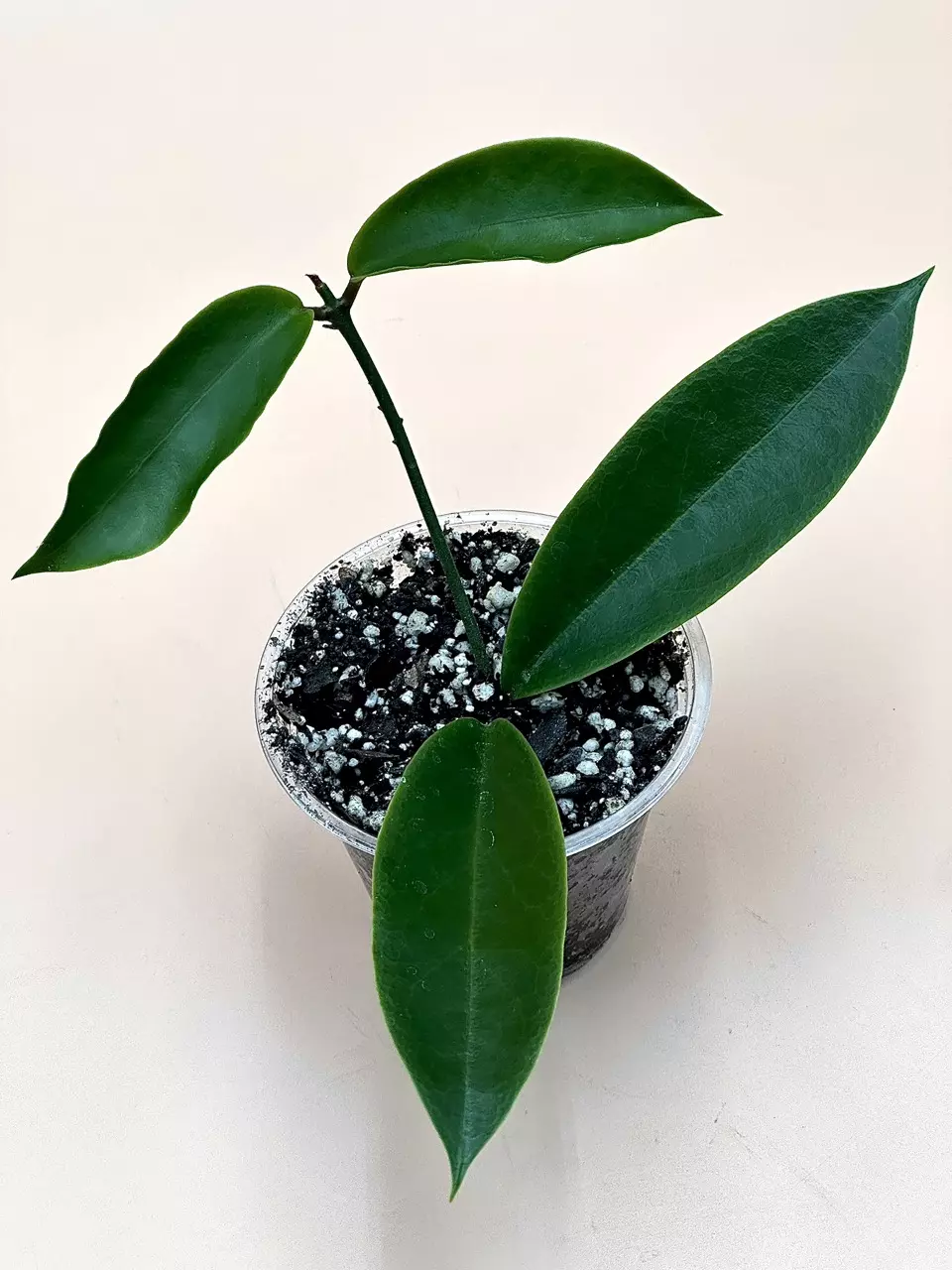plant/Aff Pubicalyx sp. Baggao-0