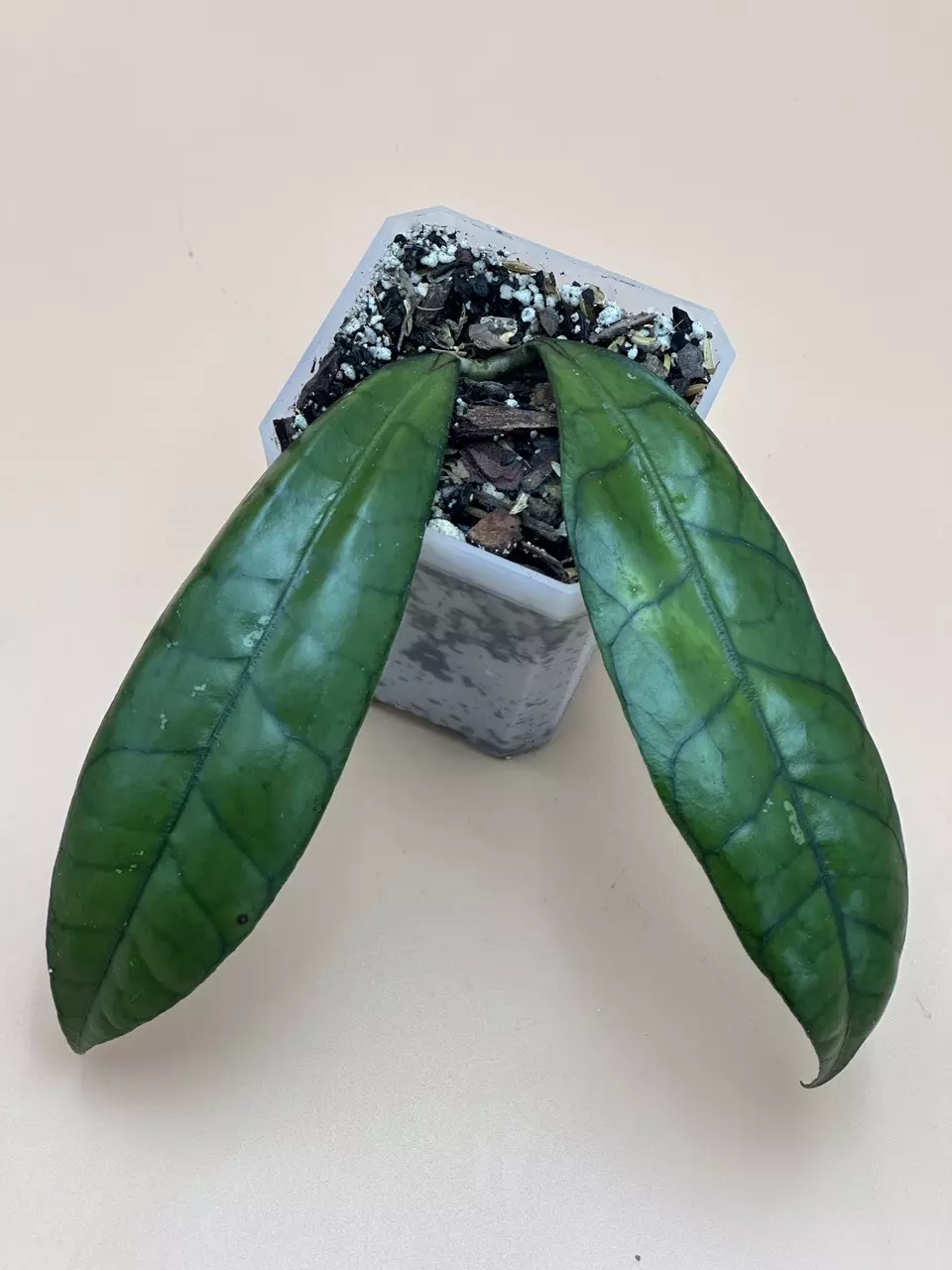 plant/Hoya Clemensorium sp. Sumatra-0