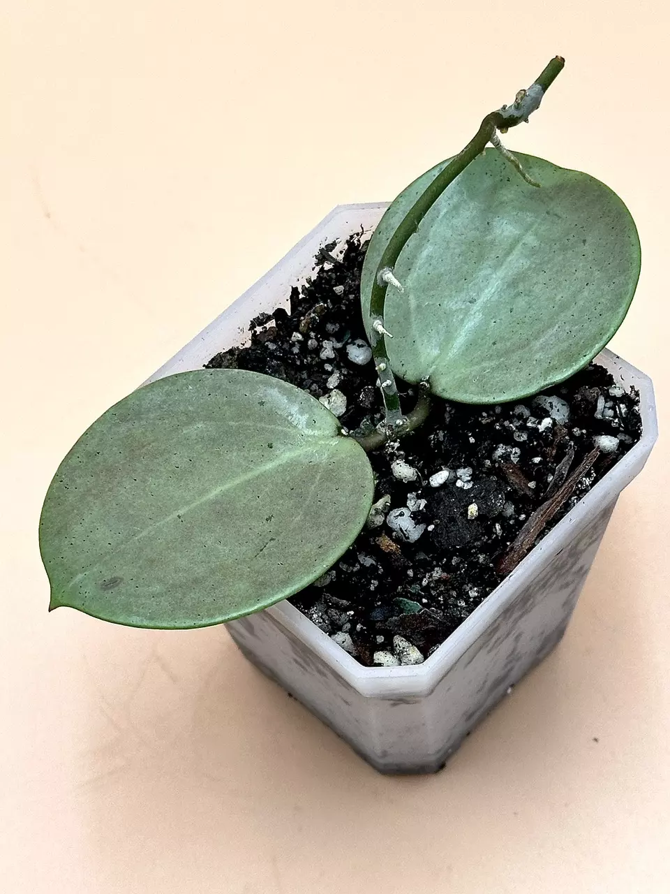 plant/Verticillata Silver Heart-0