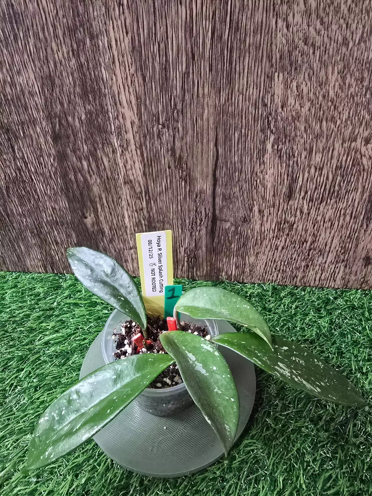 plant/Hoya Pubicalyx Silver Splash Cuttings (NO ROOTS) #2-0
