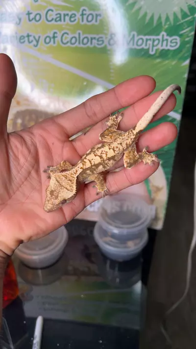 plant/B11BR-0-thumbnail