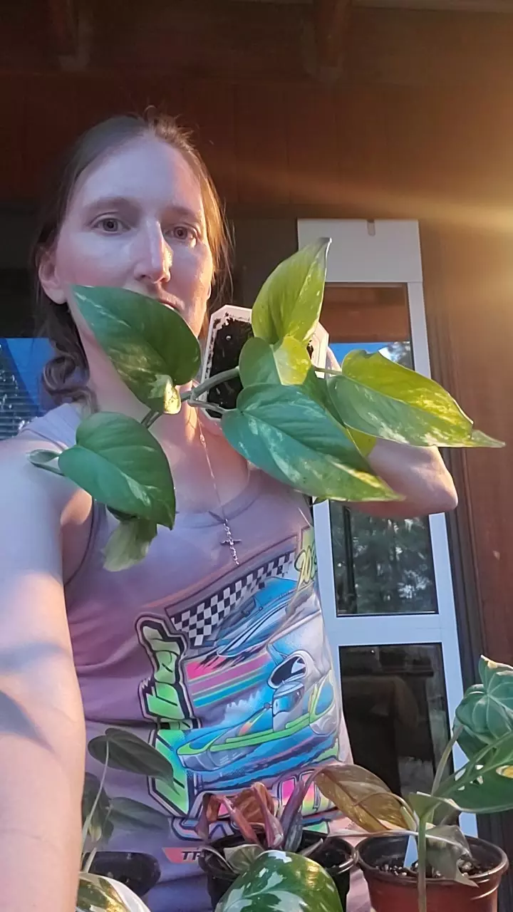 plant/Golden pothos-0