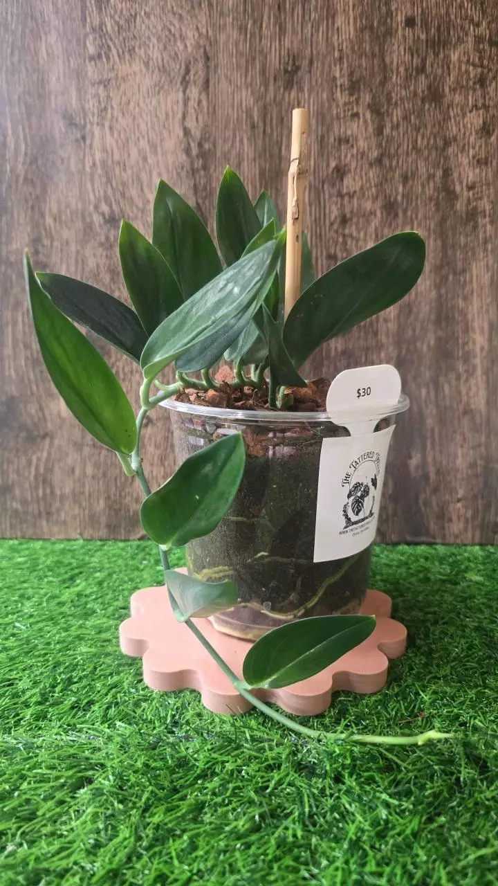 plant/Scindapsus treubii dark form 5"-0