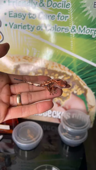 plant/Marshmellow capp c1lw-0-thumbnail