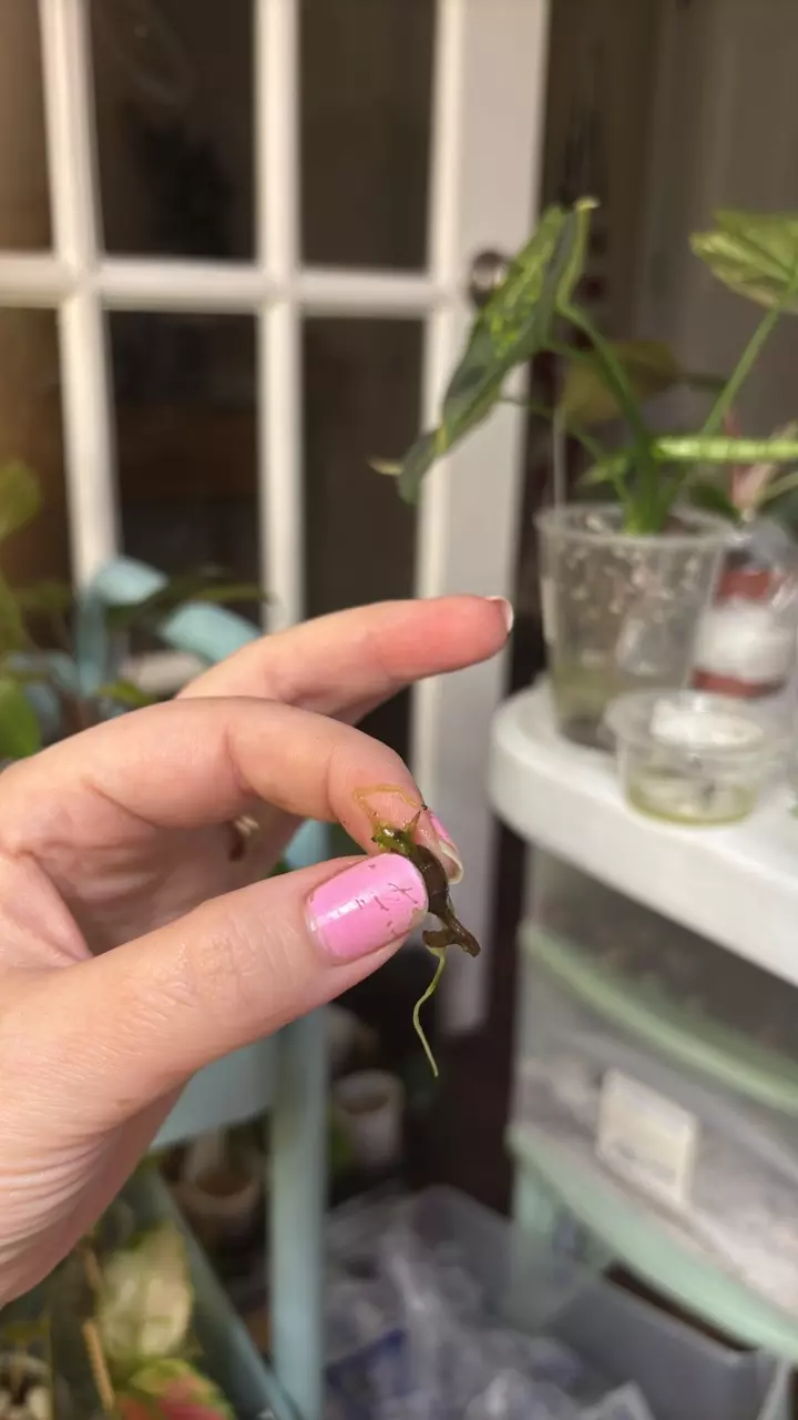 plant/Zebrina reticulata corm-0