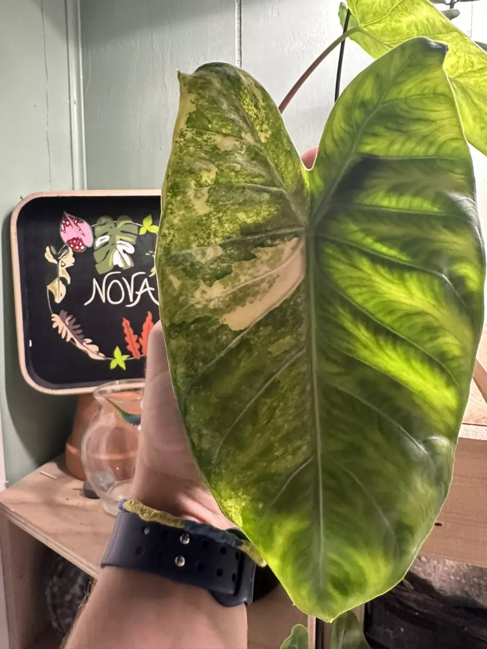 plant/Alo Pink Dragon Aurea Corm-0