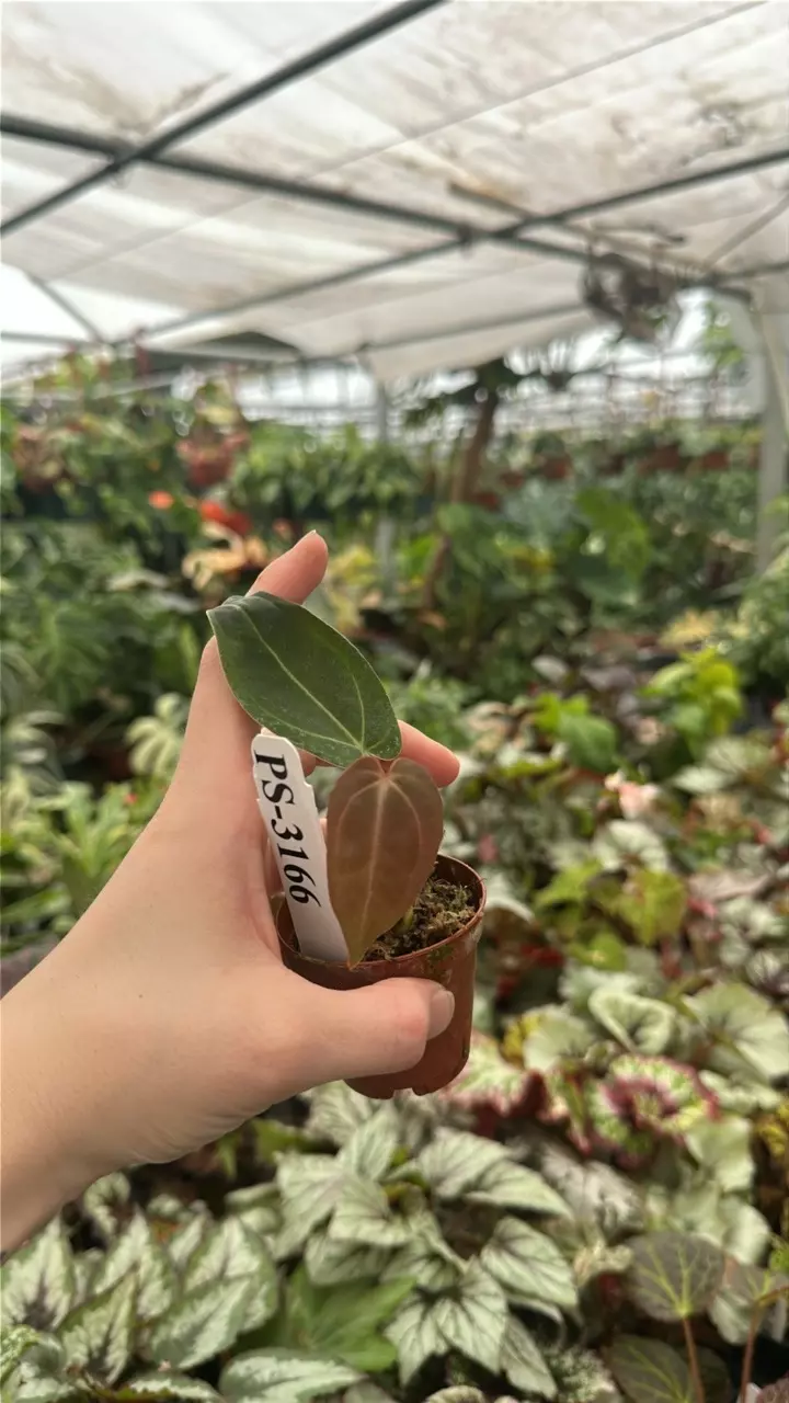 plant/PS-3166 Anthurium ‘AOS’/pap x self-0