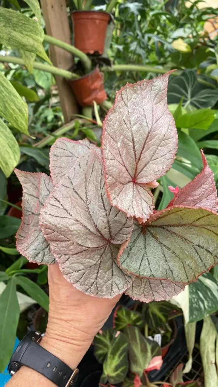 plant/PS-3088 Begonia U093-0
