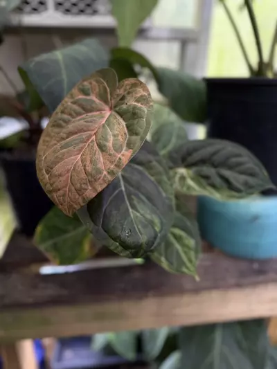 plant/Justin x red crystal-1-thumbnail