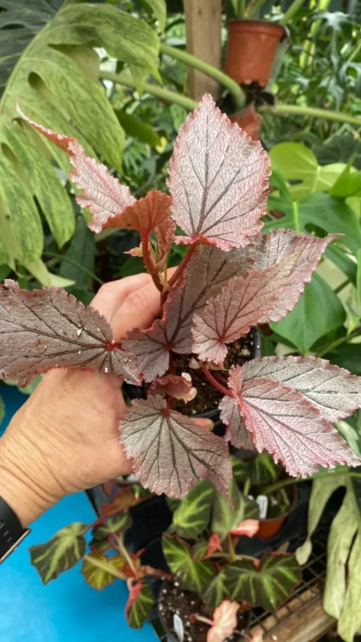 plant/PS-3089 Begonia U549-0