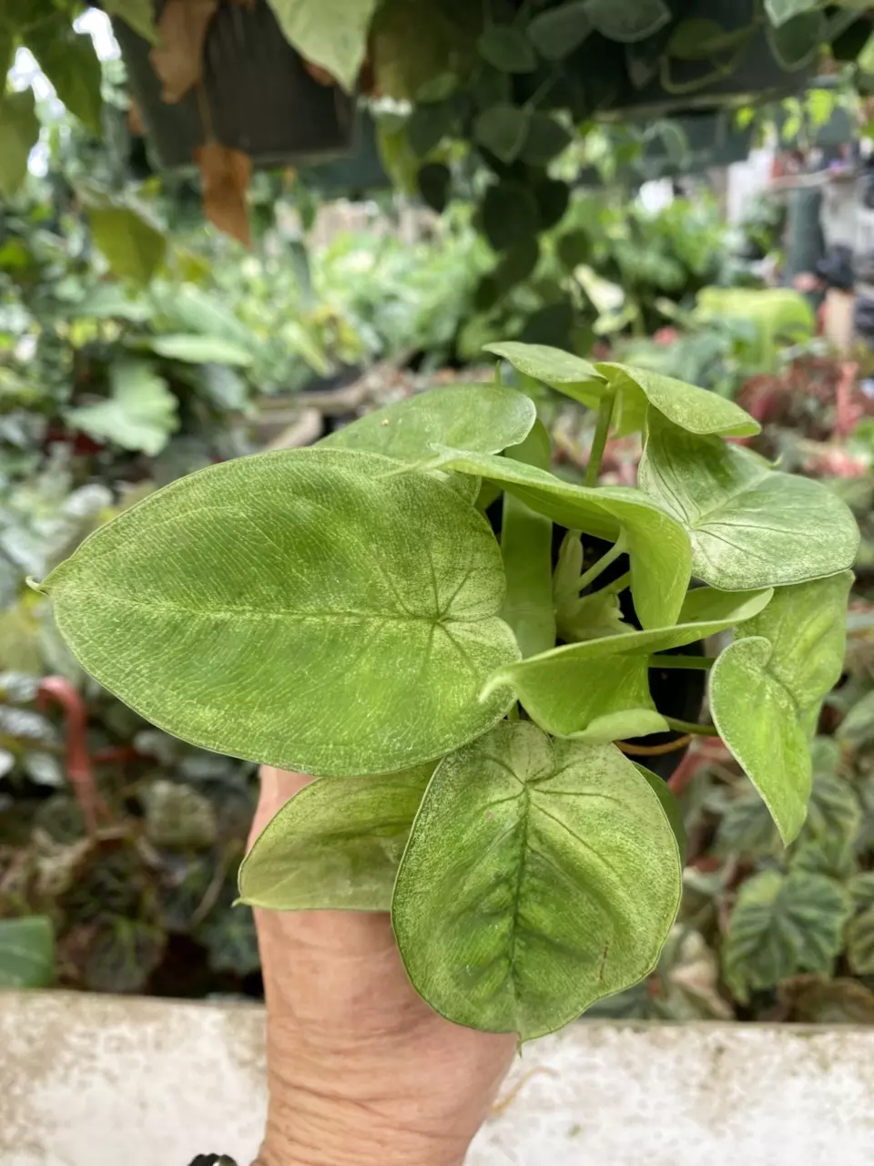 plant/PS-3177 Syngonium chiapense ‘Frosted Heart’-0