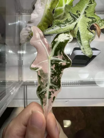 plant/Alo Nobilis Corm-0-thumbnail