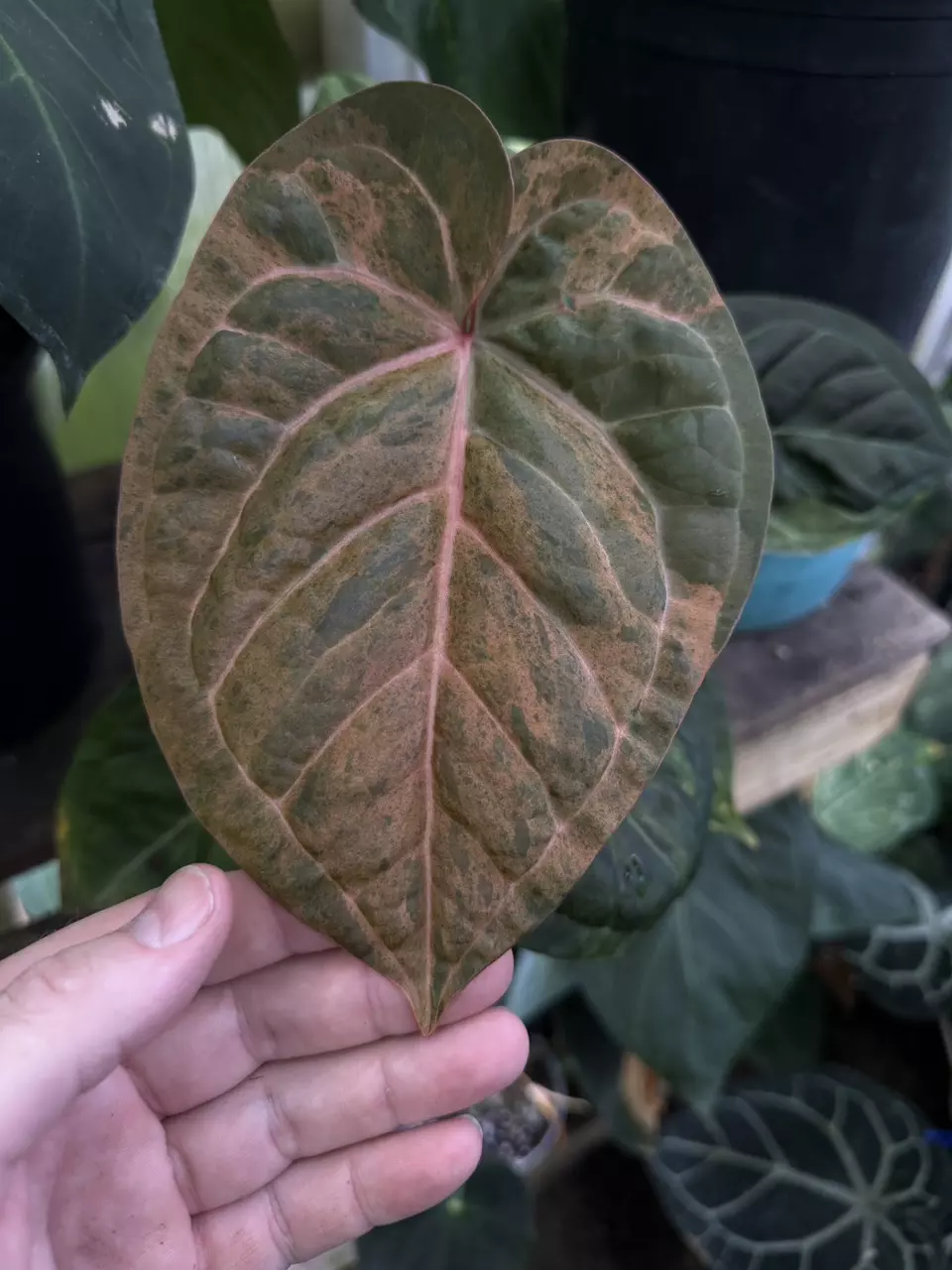 plant/Justin x red crystal-3