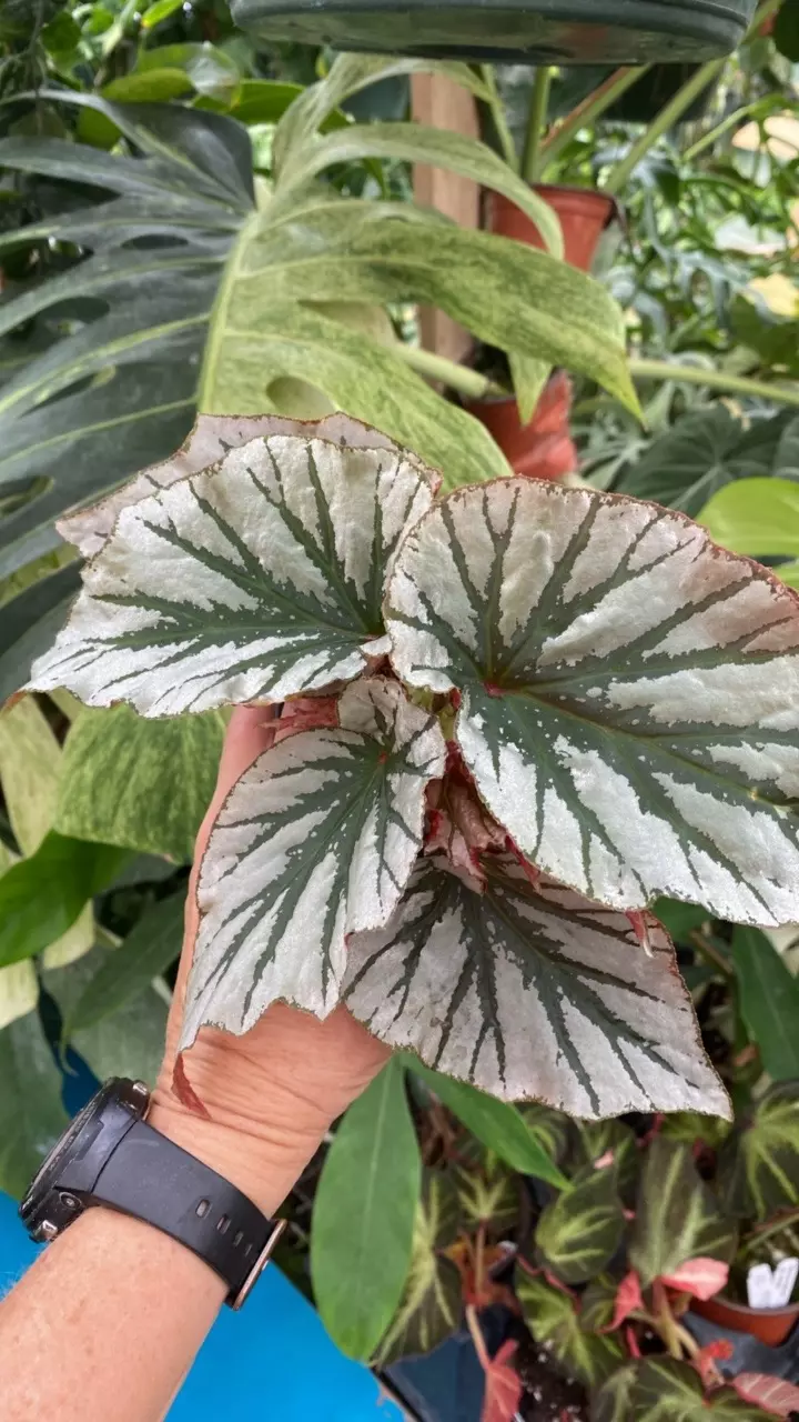 plant/PS-3095 Begonia ‘Looking Glass’-0