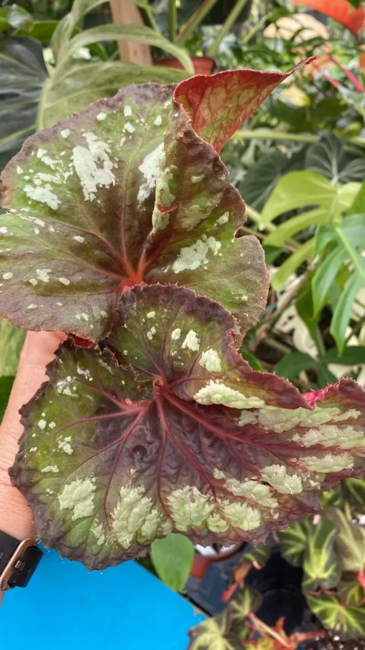 plant/PS-3082 Begonia ‘Steve’s Leaves Midnight Skies’-0