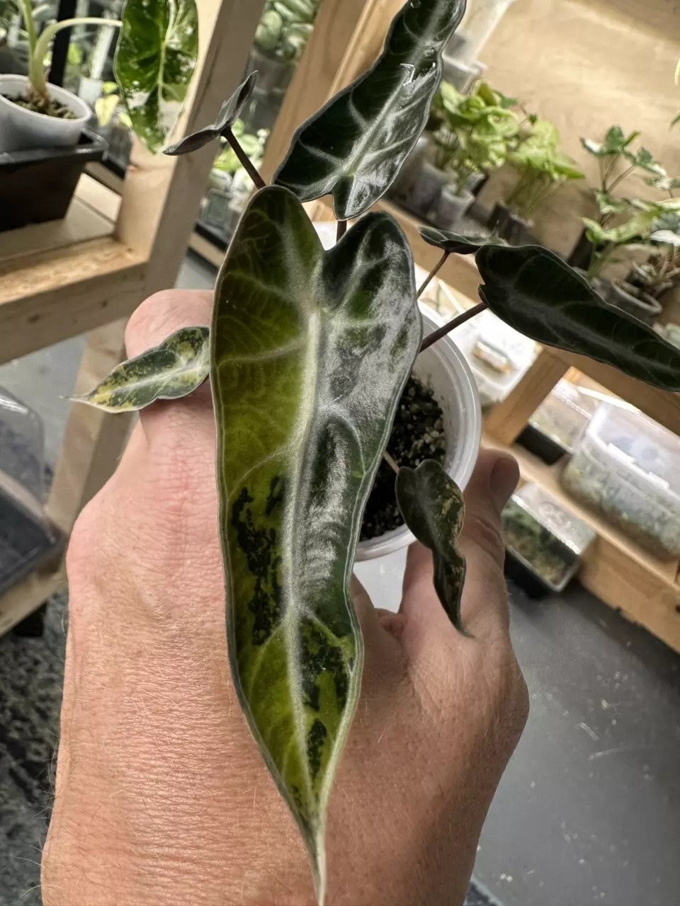 plant/Alo Bambino Aurea-0