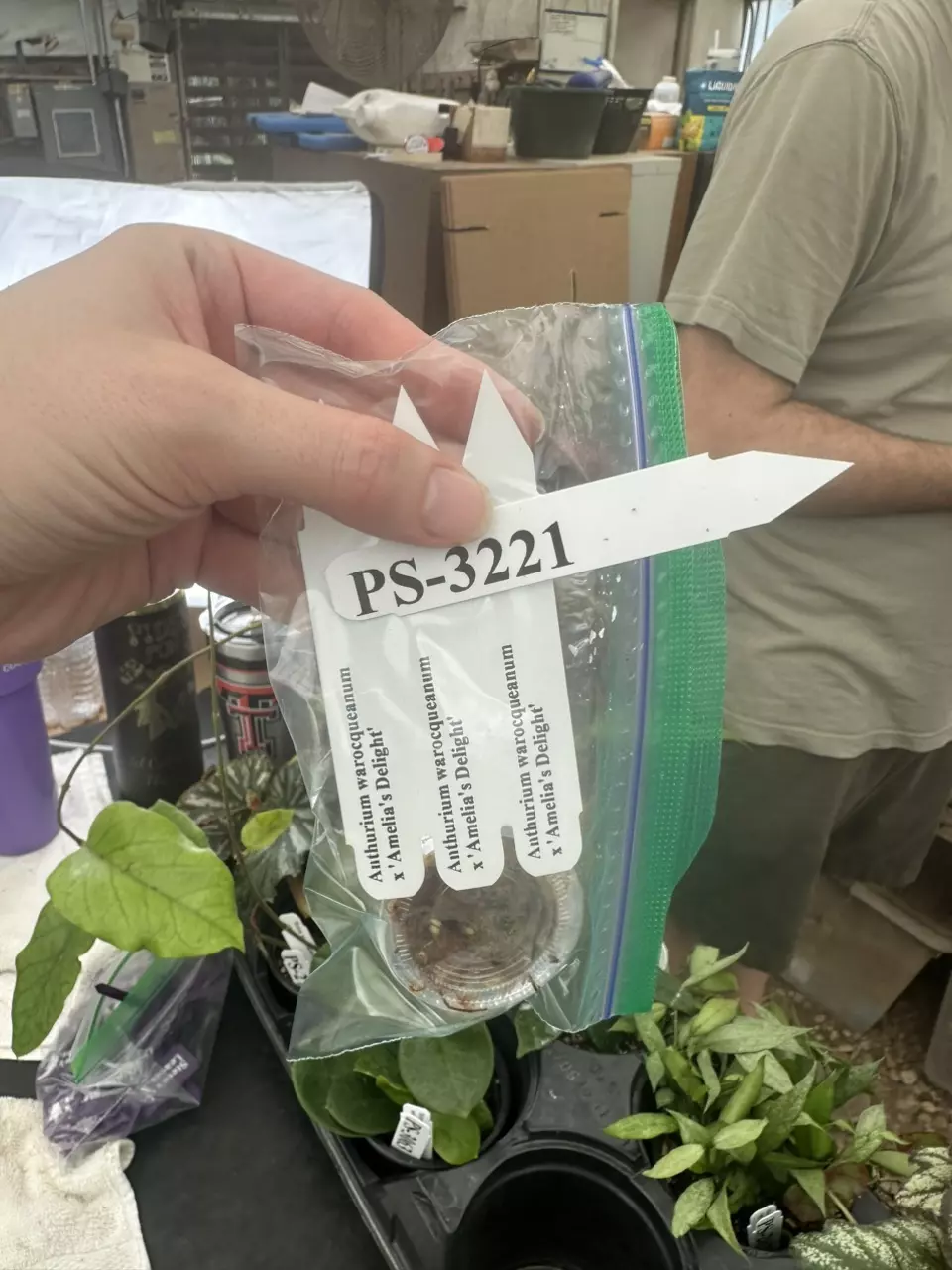 plant/PS-3221 SEED PACK Anthurium waroqueanum x ‘Amelias Delight’ (2 SEEDS)-0