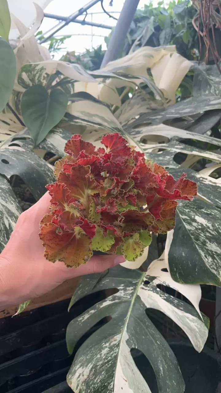 plant/PS-3144 B. ‘Steve’s Leaves Baltic Amber’-0