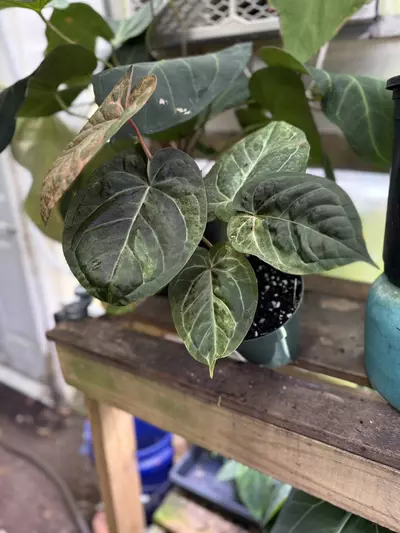 plant/Justin x red crystal-2-thumbnail