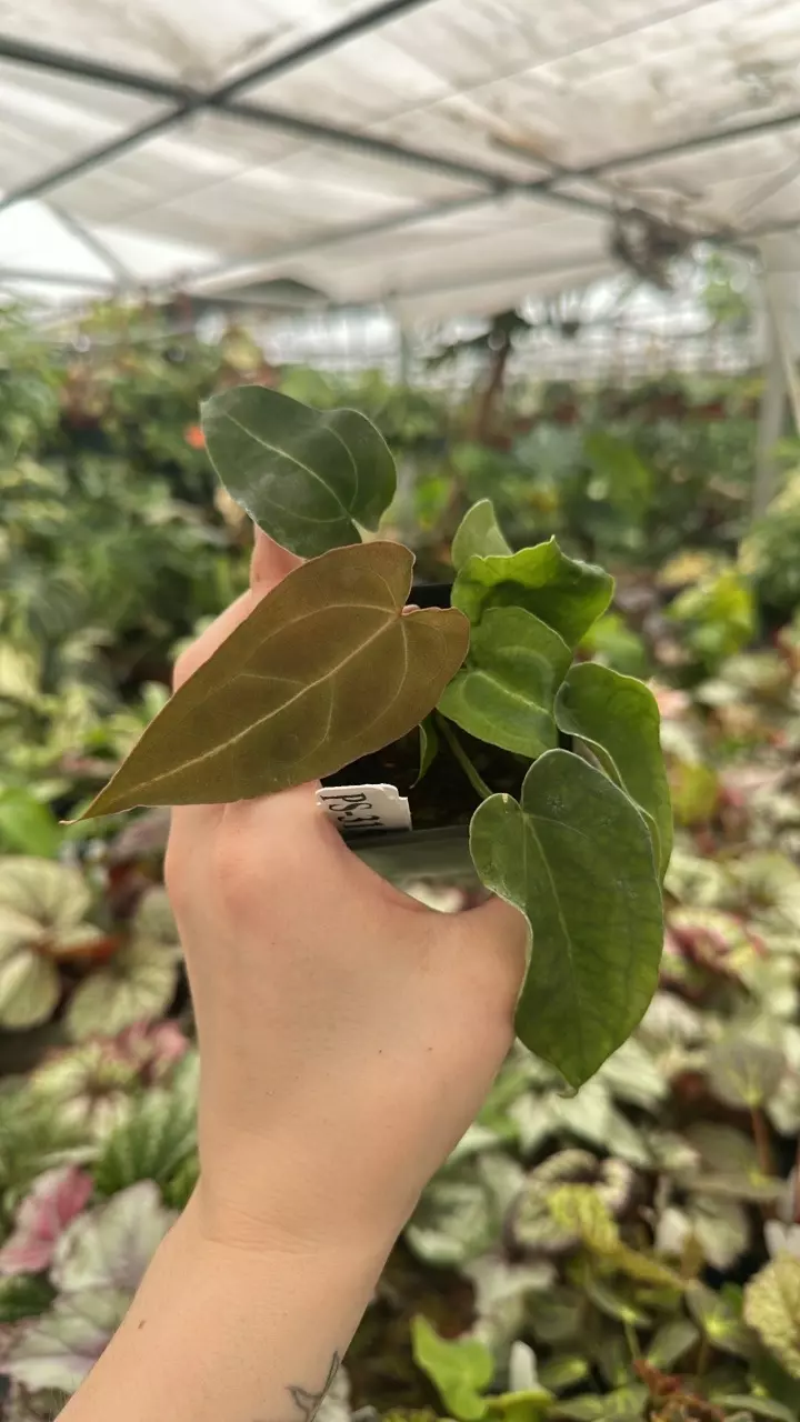 plant/PS-3151 Anthurium ‘Big Bertha’ x ‘Arnold Schwarzenegger’-0