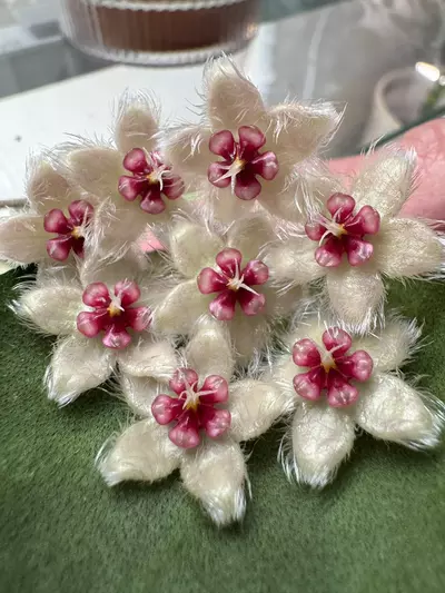 plant/103 Hoya Caudata-1-thumbnail