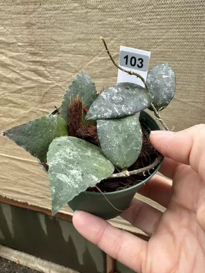 plant/103 Hoya Caudata-0-thumbnail
