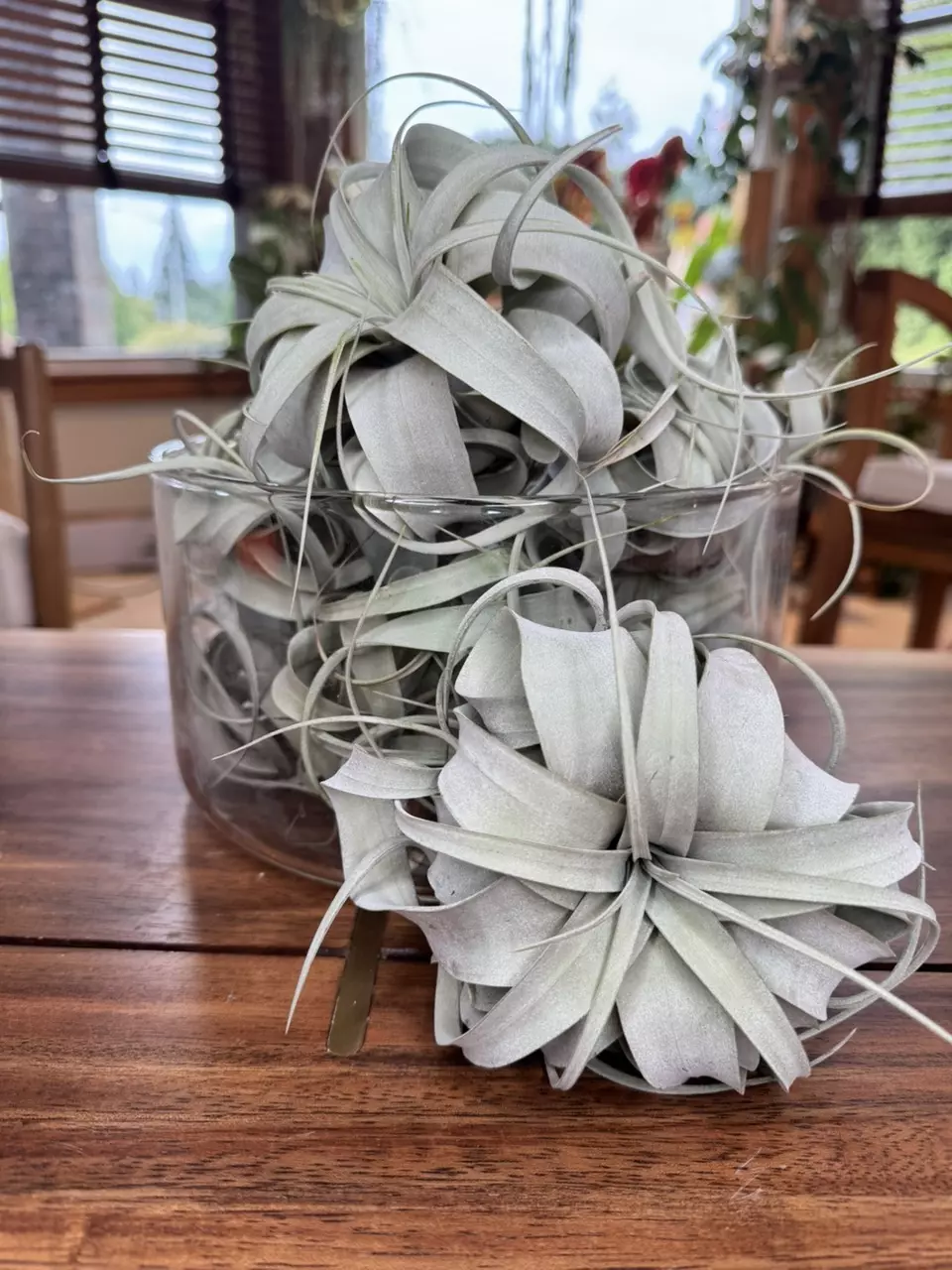 plant/Tillandsia Xerographica (air plant)-0