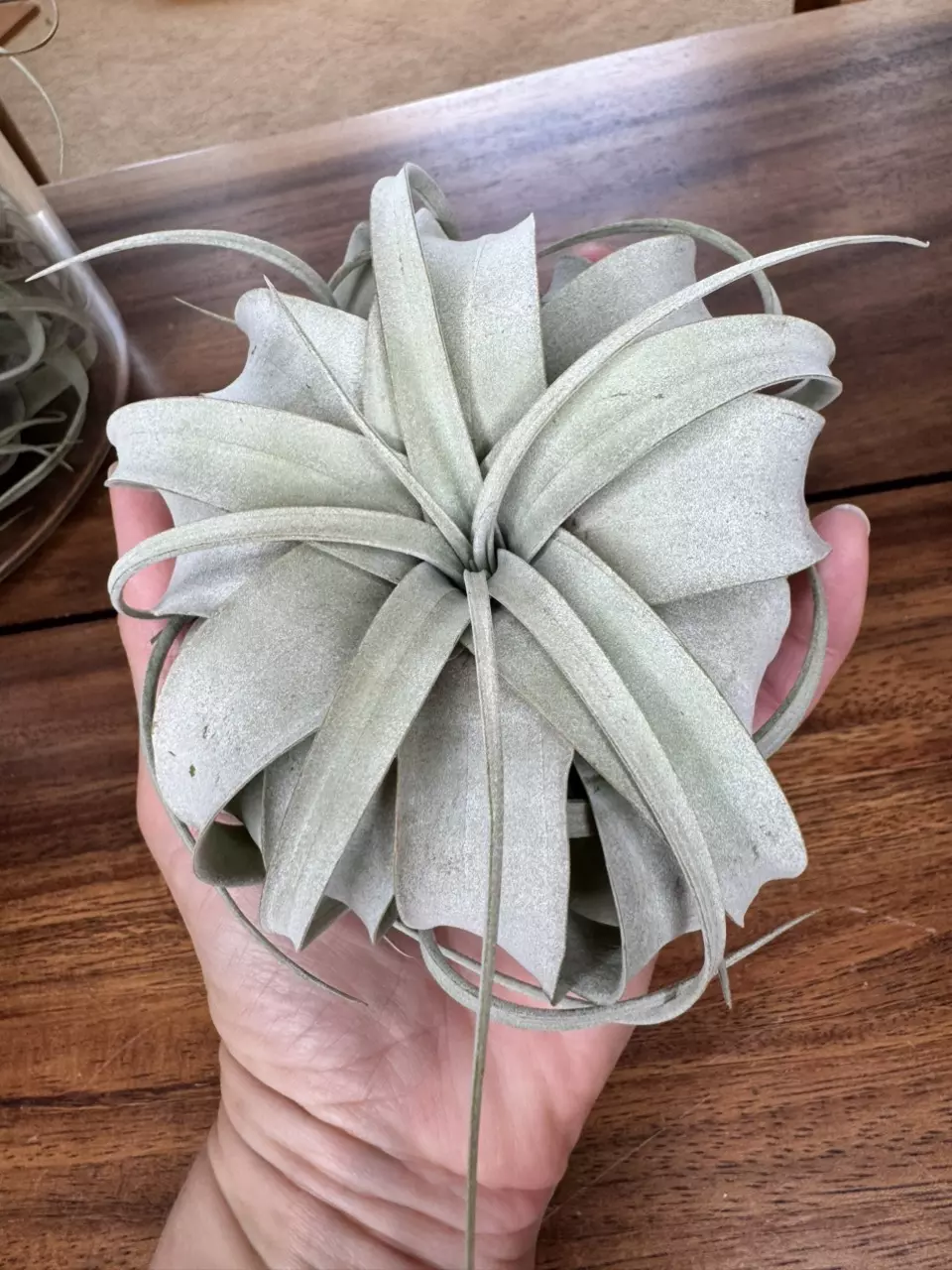 plant/Tillandsia Xerographica (air plant)-1