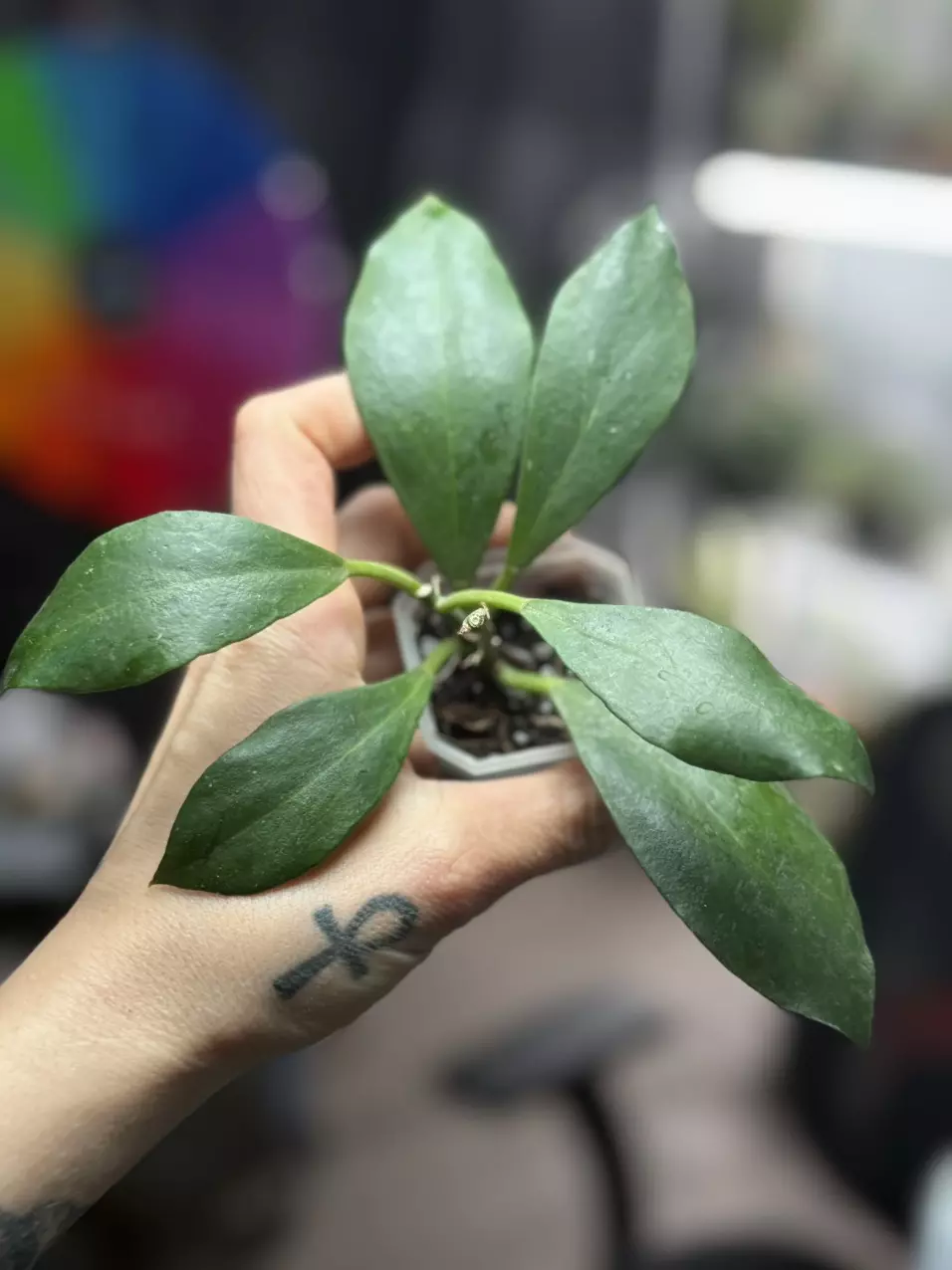 plant/0245 britonii-0