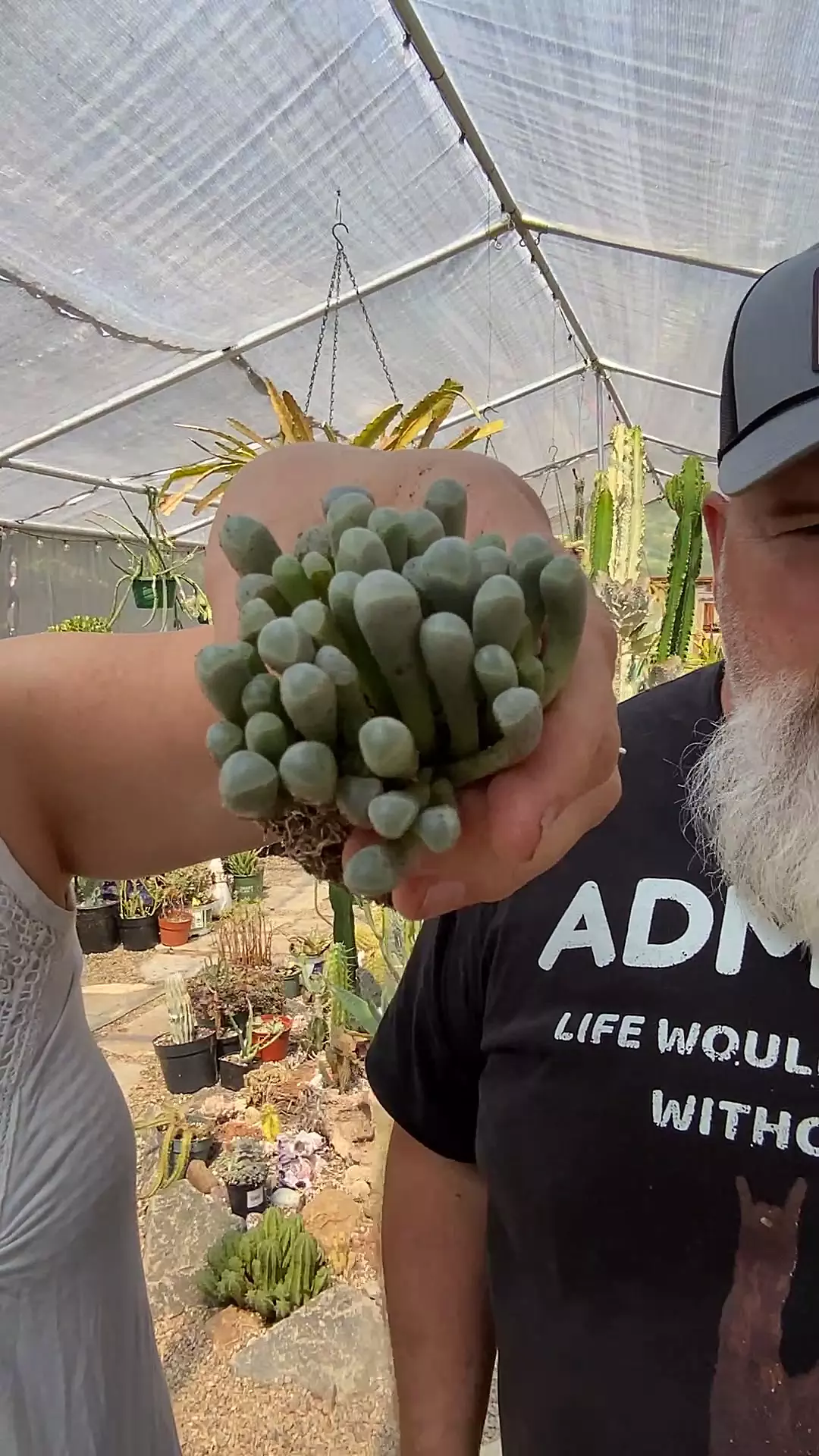 plant/Mesemb Frenestraria Baby toes 3”-0