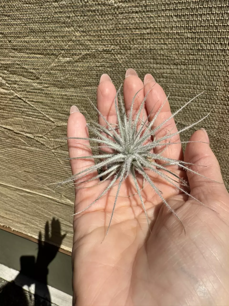 plant/Small Tillandsia Tectorum Ecuador-1