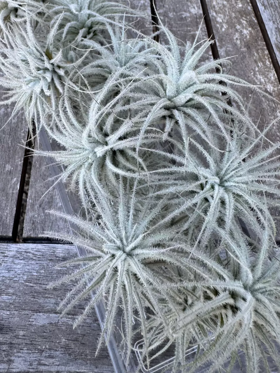 plant/Small Tillandsia Tectorum Ecuador-0
