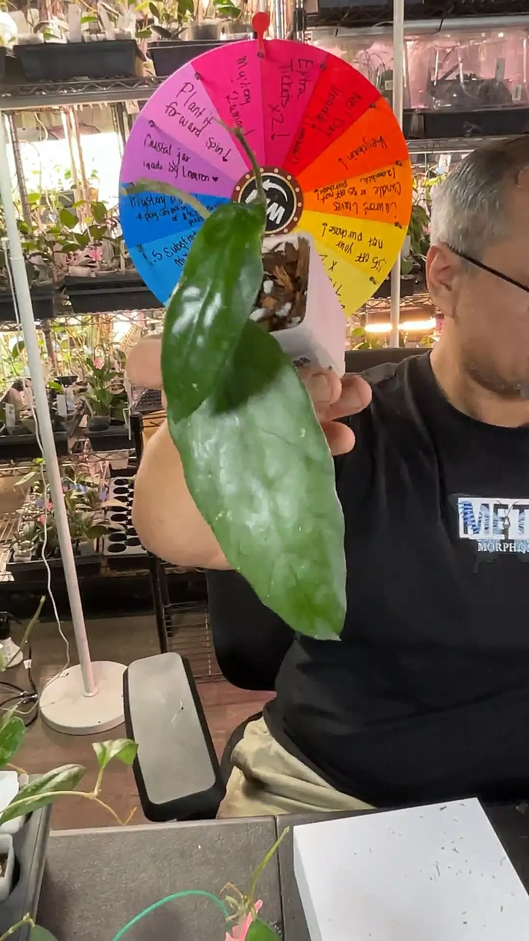 plant/Sp lai chau wavy leaf-0