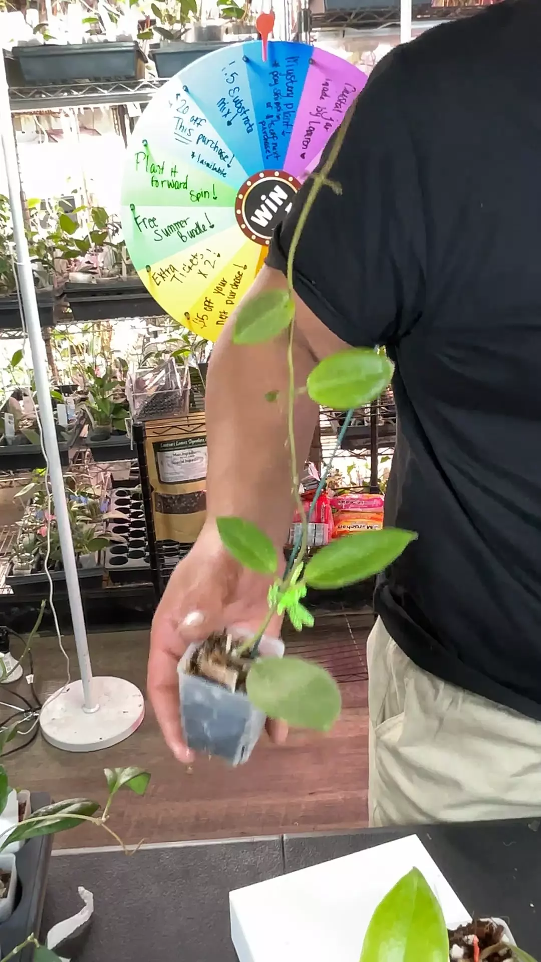 plant/437 Hoya black tiger-0