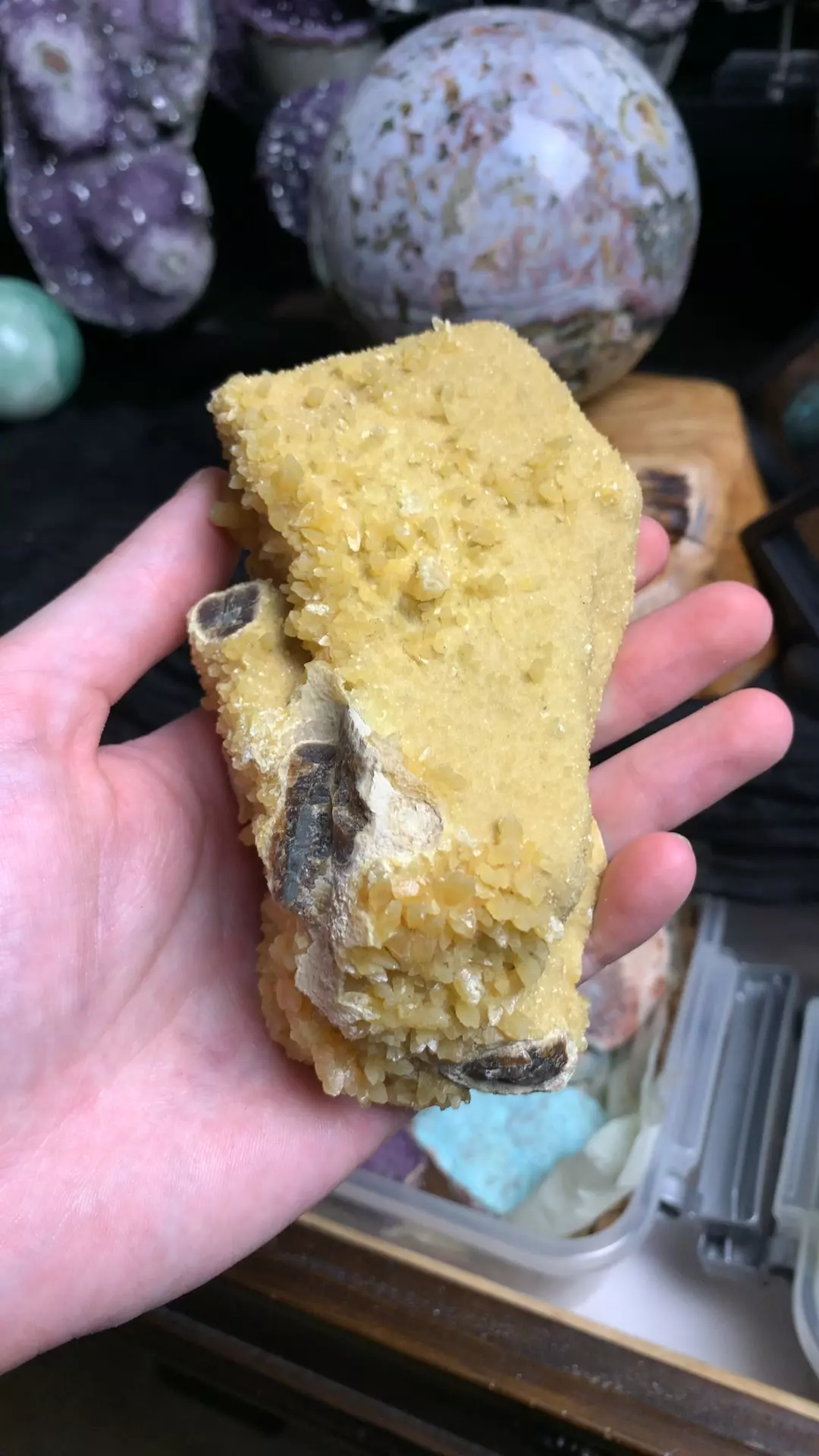 plant/Septarian Crystal #1-0